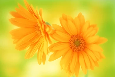 Desktop Wallpapers · Gallery · Windows 7 · Yellow Flowers Pictures ...