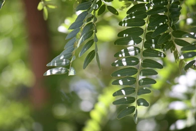 High Resolution Desktop (Background) Pictures