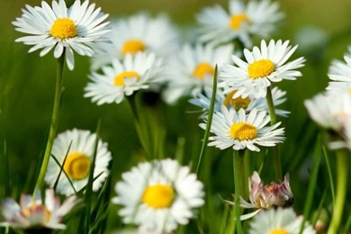 Top Spring Wallpapers 1024x768 Images For Pinterest