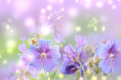 Free Spring Desktop Wallpapers   HD Widescreen Wallpapers