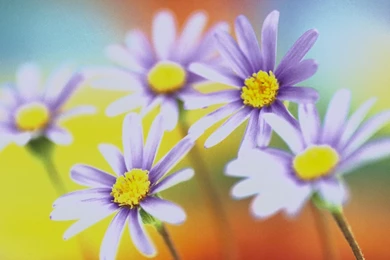 Free Desktop Spring Flowers Backgrounds