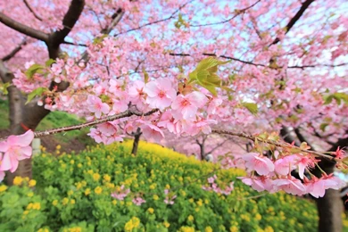 1280x1024 Spring Wallpapers HD, Desktop Backgrounds 1280x1024