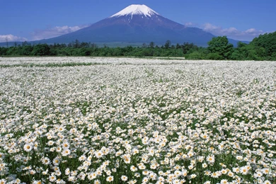 The best top spring desktop wallpapers 12.jpg