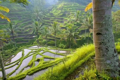 Jungle Fresh New Hd Wallpapers [Your Popular HD Wallpaper]