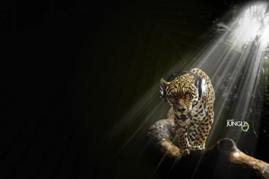 Audio Jungle Creative Design Wallpapers 1920*1080 2 Desktop ...