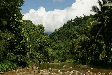 Jungle, Wallpapers, Vegetation, Widescreen, Background, Beautiful ...