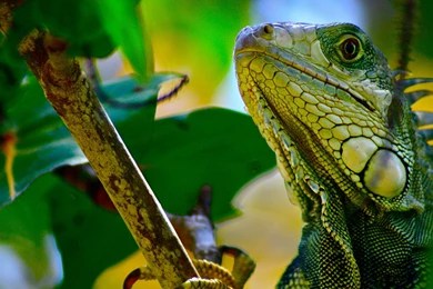Download Wallpapers 3840x2160 Iguana, Branches, Leaves, Climbing ...