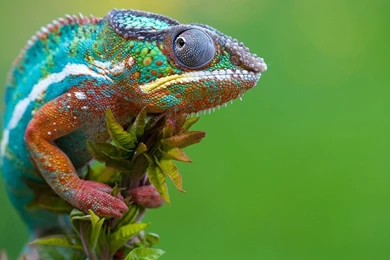Download Reptiles Chameleons Reptile Images Wallpapers 1920x1080 ...