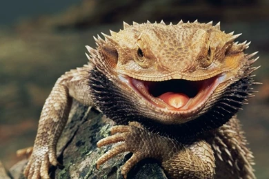 4K Ultra HD Reptile Wallpapers HD, Desktop Backgrounds 3840x2160