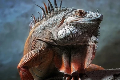 Lguana Reptile iPad Wallpapers Download