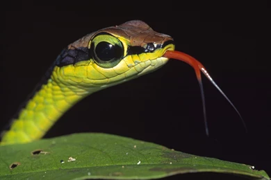 Reptiles Hd Wallpaper, Hd Wallpapers Hemslojdsgoten