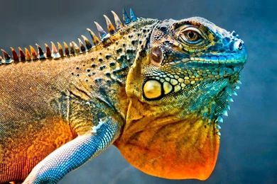835 Reptiles HD Wallpapers