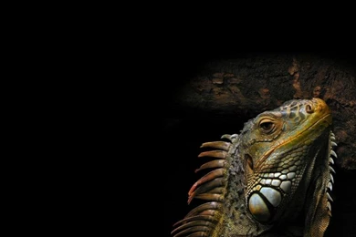 Iguana Reptile Head Shadow Light Hd Wallpapers