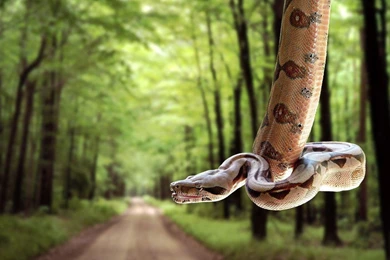 Snakes Garter Reptile Images : Full HD Desktop Wallpapers : Wallinda