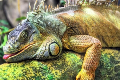 Reptile Wallpapers, Desktop Wallpapers » GoodWP.com