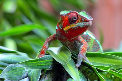 Lizard HD Wallpapers