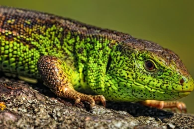 Download Wallpapers 3840x2160 Reptile, Look, Lizard, Color 4K Ultra ...