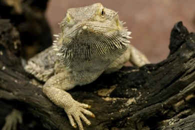Desktop Wallpapers · Gallery · Animals · Reptile