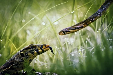 Snake, Desktop, Macro, Photo, Animals, Wild, Reptile, Hd, Wallpapers