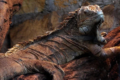 1600x1200 Reptile On Rock Desktop PC And Mac Wallpapers