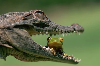 Reptile Computer Wallpapers, Desktop Backgrounds