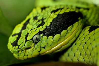 Reptiles Green Snake Reptile Head Wallpapers Hd ~ Reptiles For HD ...