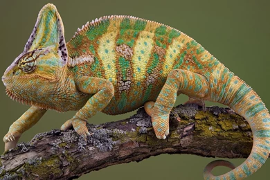 Wallpapers Reptile Banner 1920X1080