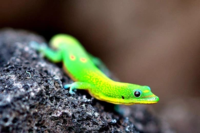 Reptile Lizard Stone Macro Green Animals