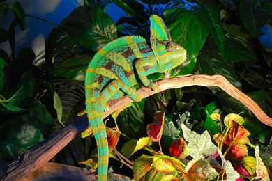 Reptile Wallpapers John Cena 58751 Desktop Wallpapers