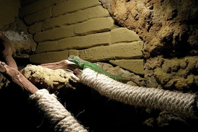 Top Reptile Animal Images For Pinterest