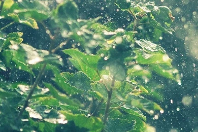 Rain iPhone 5s Wallpapers