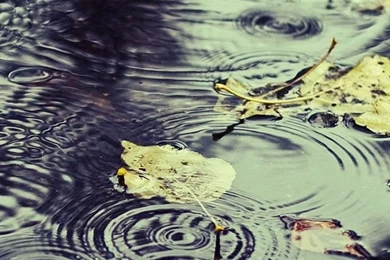 Rain iPhone 5s Wallpapers