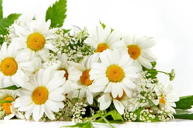 Nature Picture Flower Full HD Wallpapers