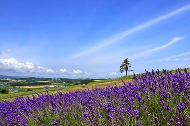 Beautiful HD Wallpapers : Nature Wallpapers HD Best Beautiful Mix