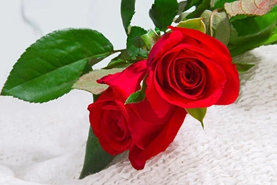 Rose Flower Images Free Download Hd Download
