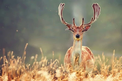 Deer HD Animal Wallpapers