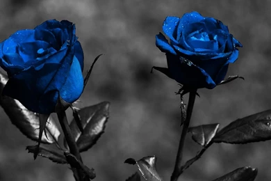 HD Wallpapers Blue Rose desktop backgrounds.jpg