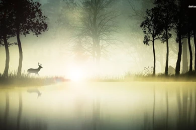 Deer At The Foggy Lake Wallpapers   Artistic Wallpapers