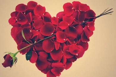 Black Rose Flower (id: 35471) – BUZZERG