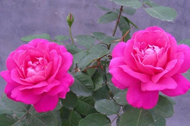 Pink chinese rose flower hd wallpapers 5_1366x768.jpg