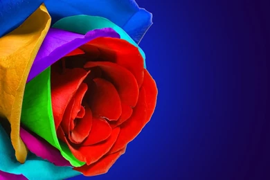 Multicolor Rose Flower HD Wallpapers