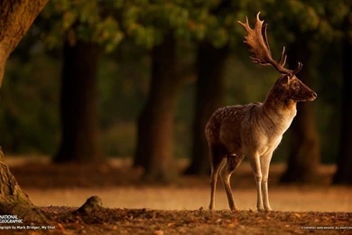 Deer Alone In The Forest
