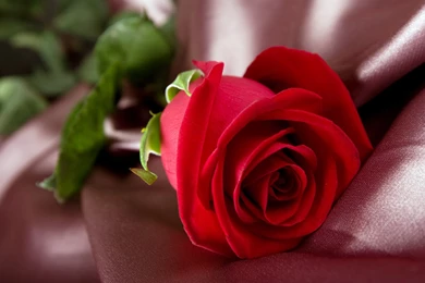 Awesome Red Rose Flower Macro Wallpapers HD