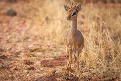 Deer: Antelope Animal Cute Deer Animale HD Backgrounds For HD 16:9 ...