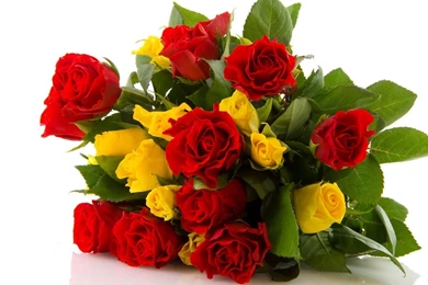 Download Wallpapers 1920x1080 Rose, Flower, Red, Yellow Full HD ...