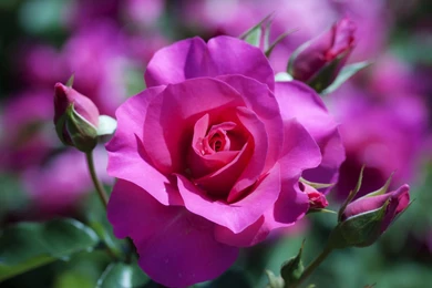Rose Flowers HD Elegant Wallpapers Free HD Wallpapers   Download ...