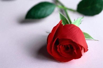 Cool Rose Flower Photography Wallpapers   Flower Photo   Flower Photo