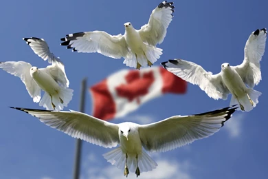 Gulls And Canada Flag In Backgrounds Wallpapers :: HD Wallpapers