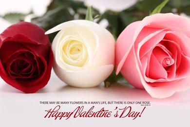 One Rose For Ur Honey On Valentine's Day HD Wallpapers Red White ...