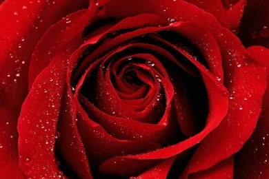 Hd wallpapers nature flowers rose 7.jpg